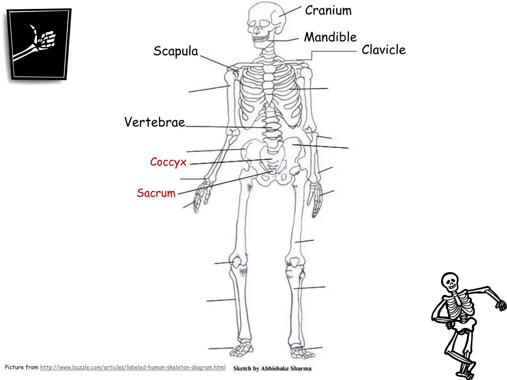 cranium 5