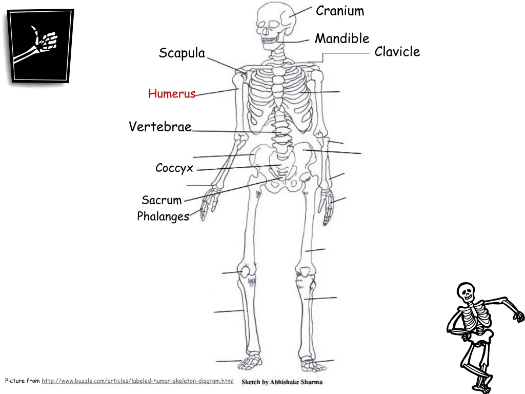 cranium 6