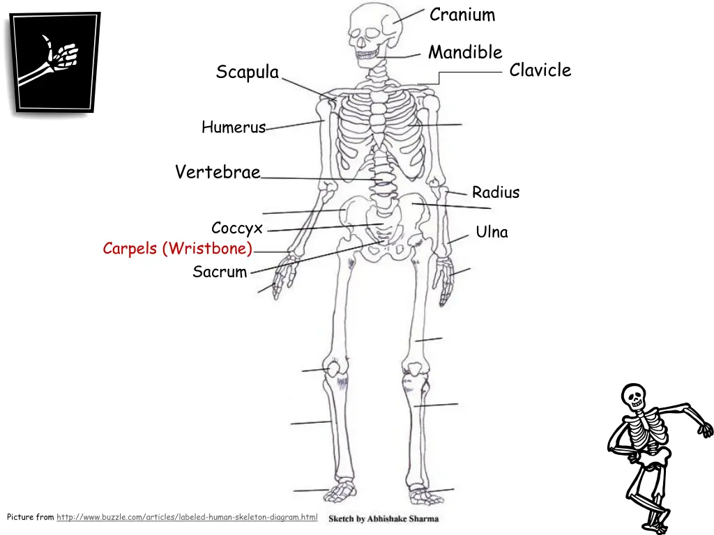 cranium 8