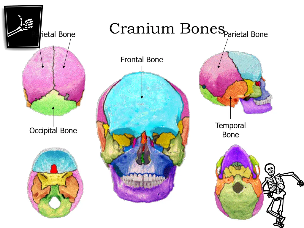 cranium bones