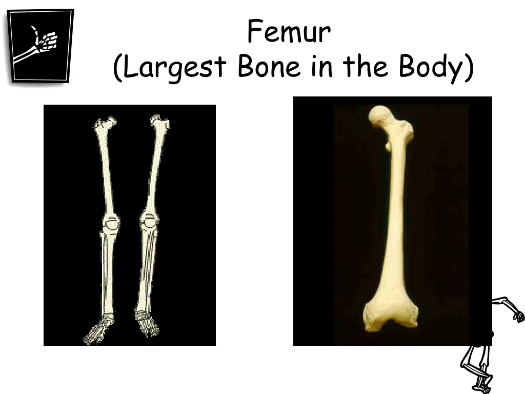 femur