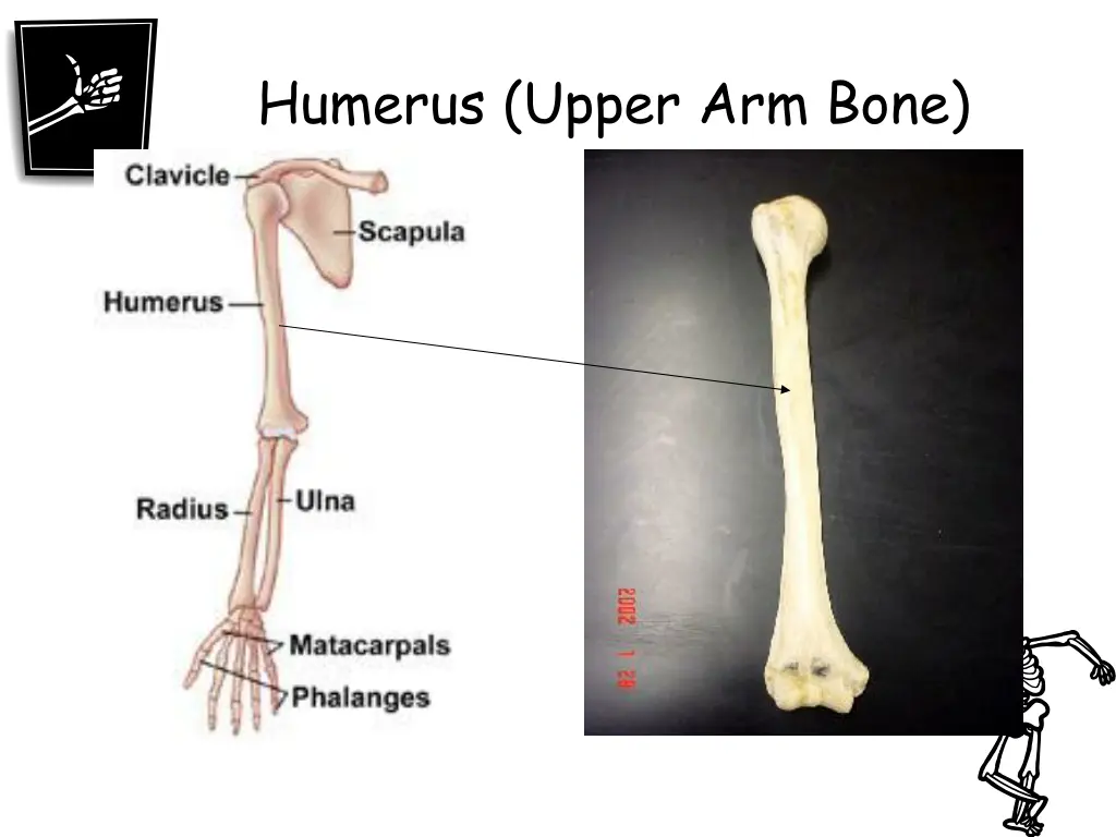 humerus upper arm bone