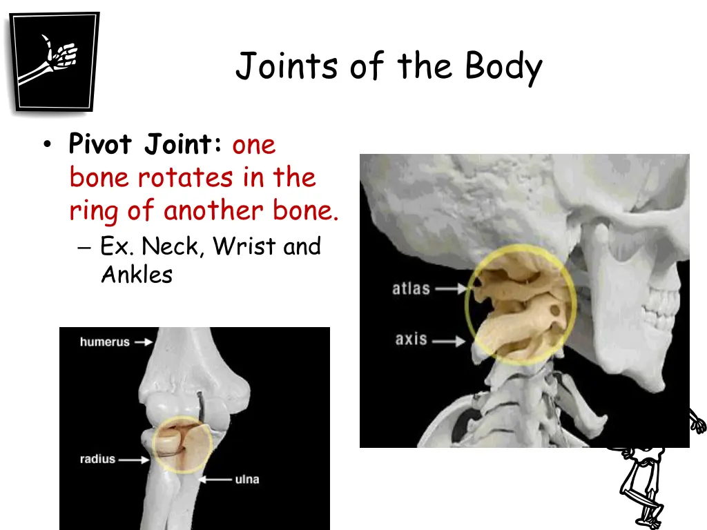 joints of the body 2