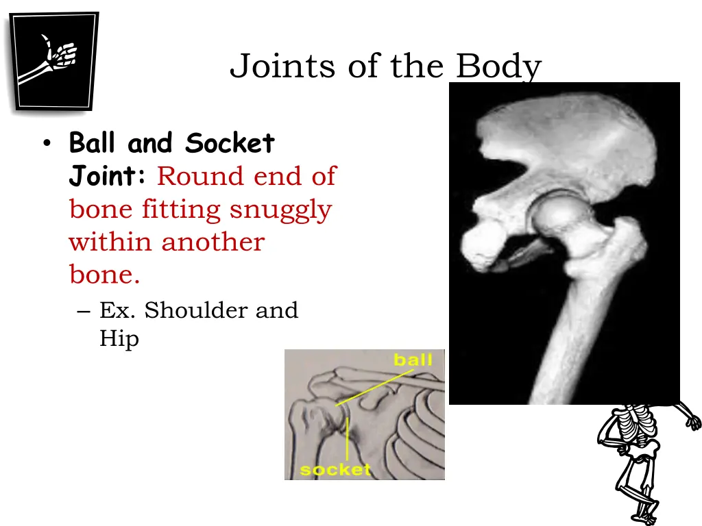 joints of the body