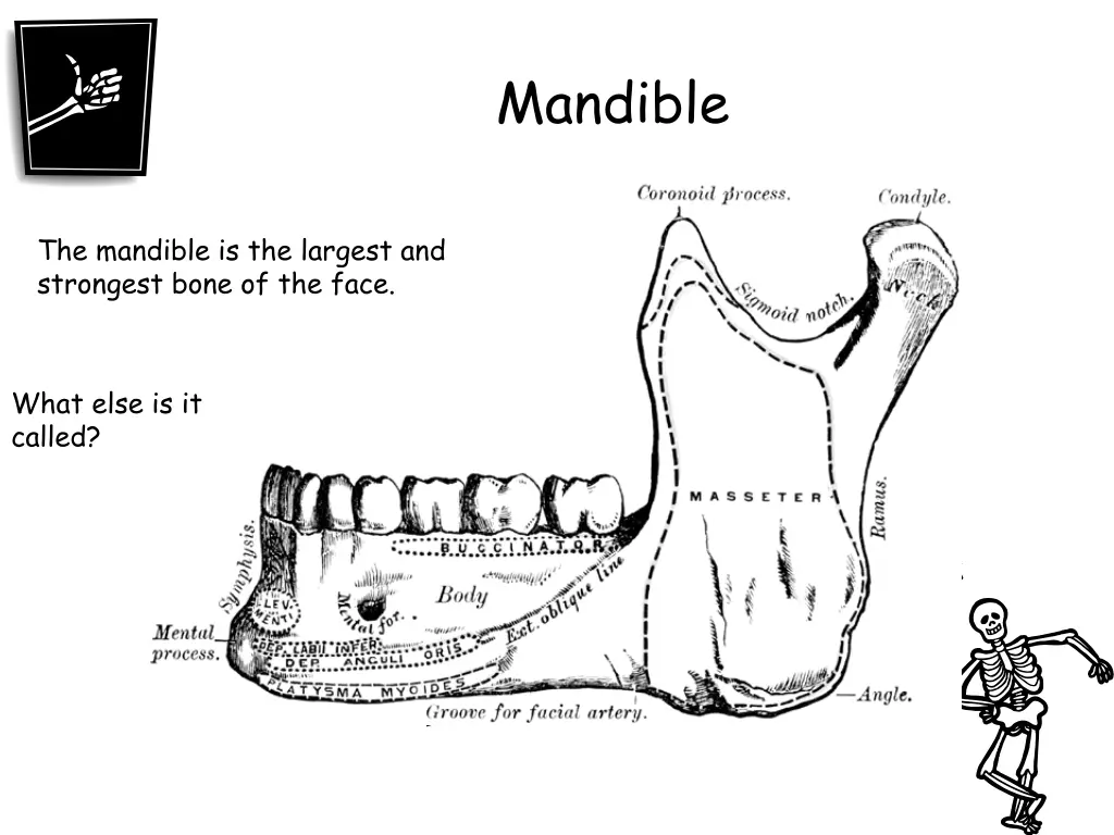 mandible