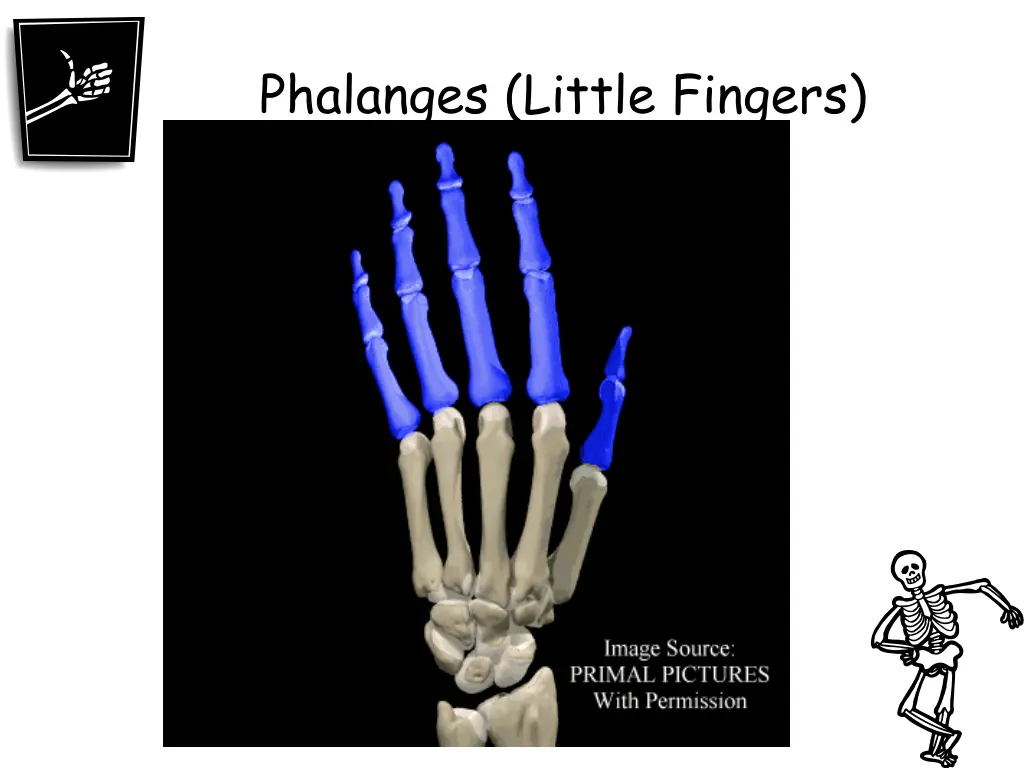 phalanges little fingers