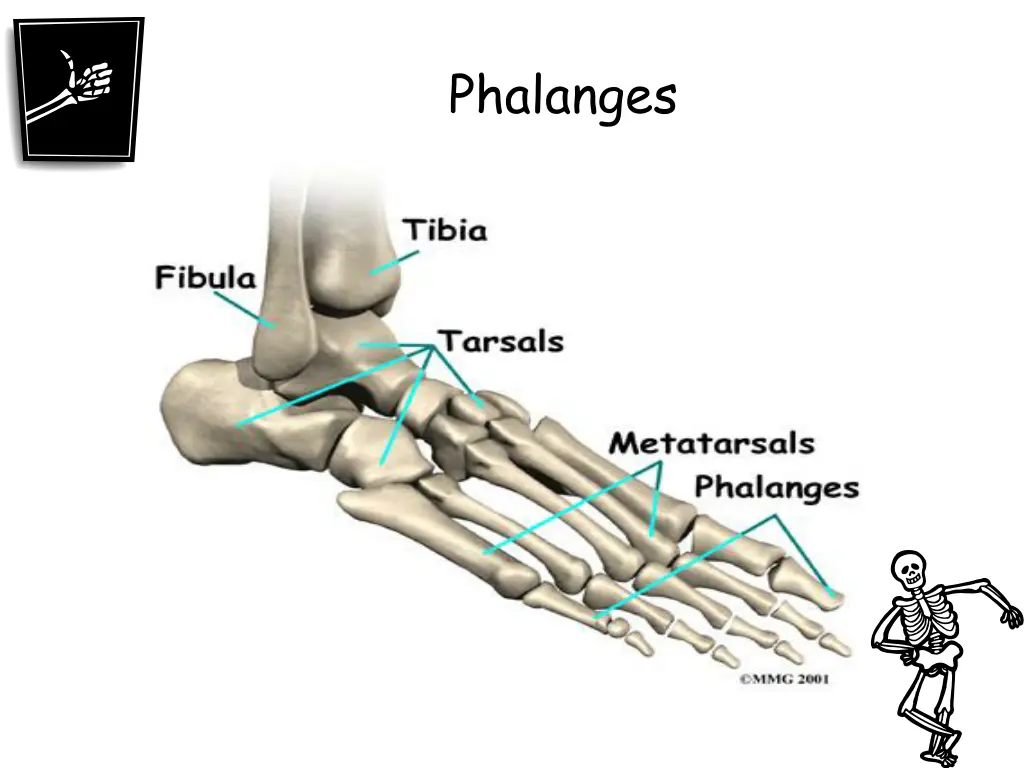 phalanges