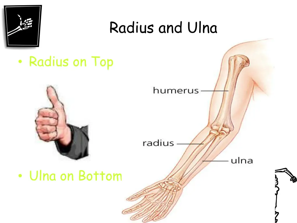 radius and ulna