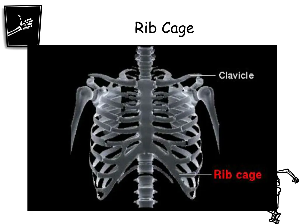 rib cage