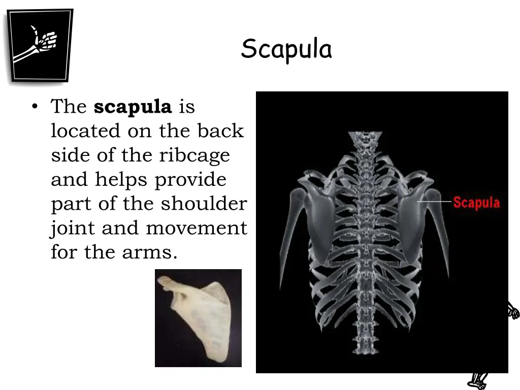 scapula