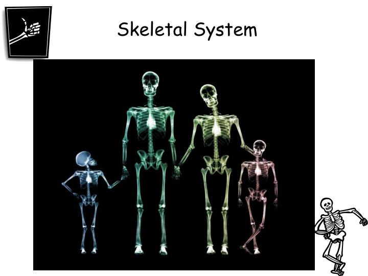 skeletal system