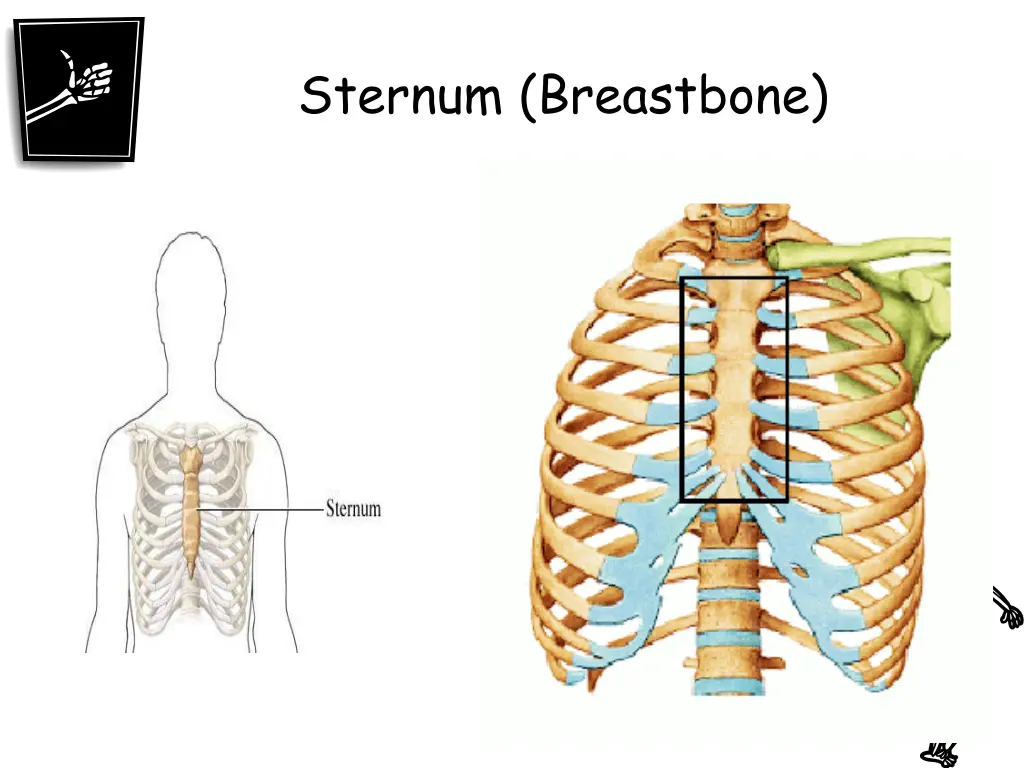 sternum breastbone