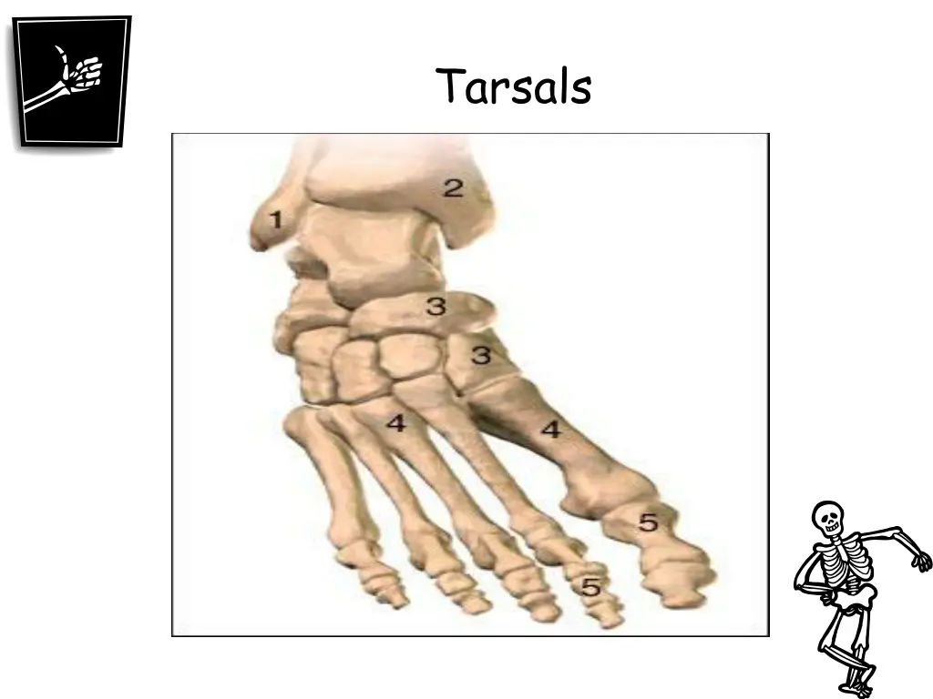 tarsals