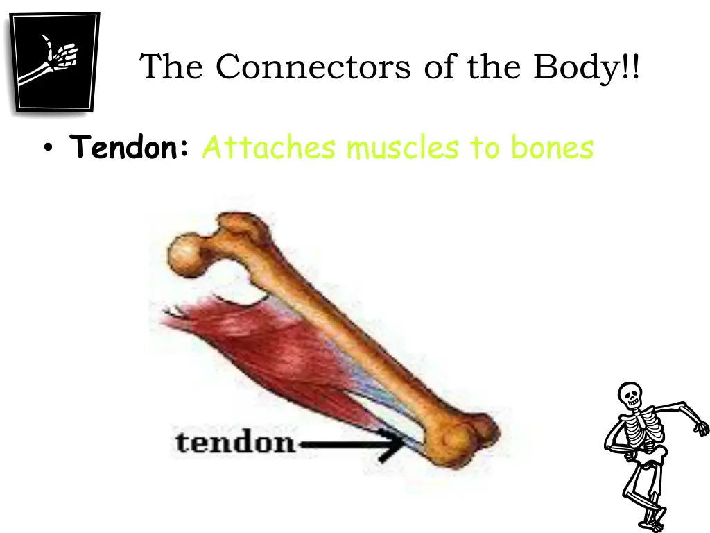 the connectors of the body 1