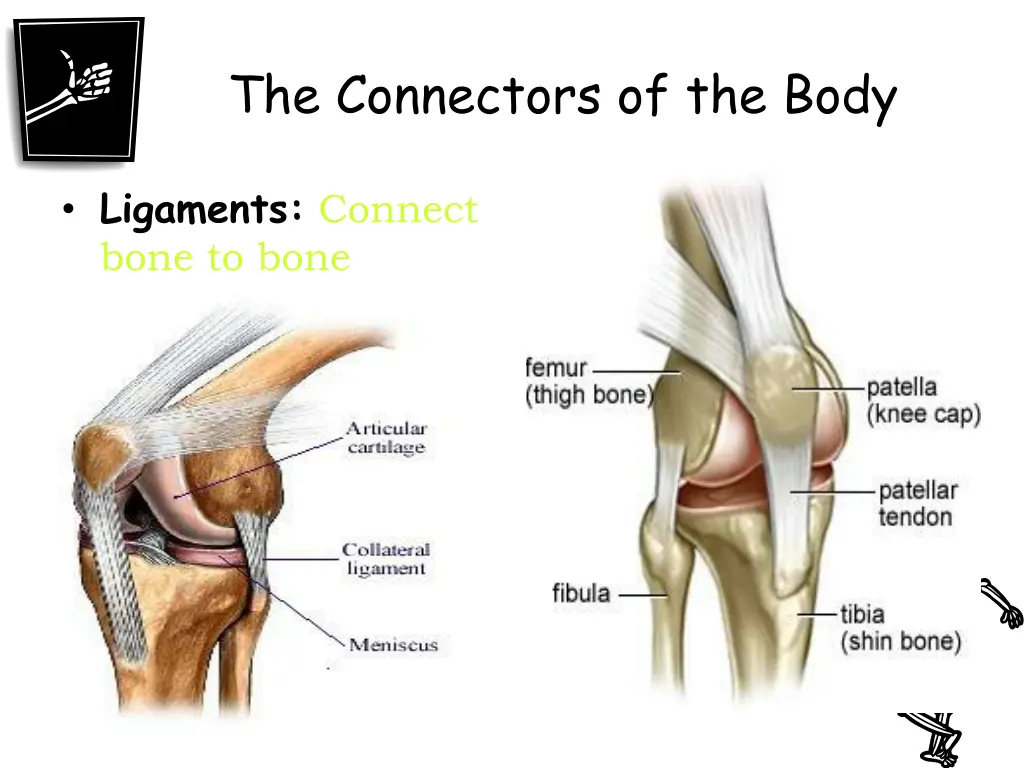 the connectors of the body