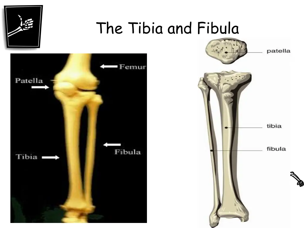 the tibia and fibula