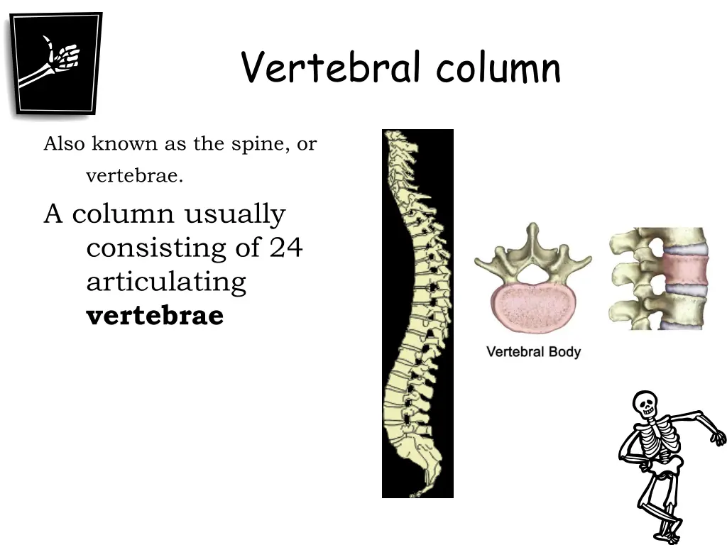 vertebral column