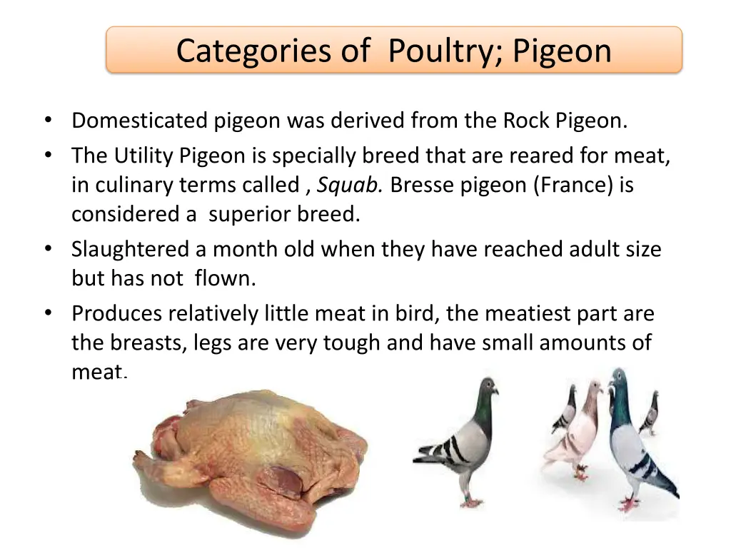 categories of poultry pigeon