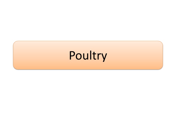 poultry