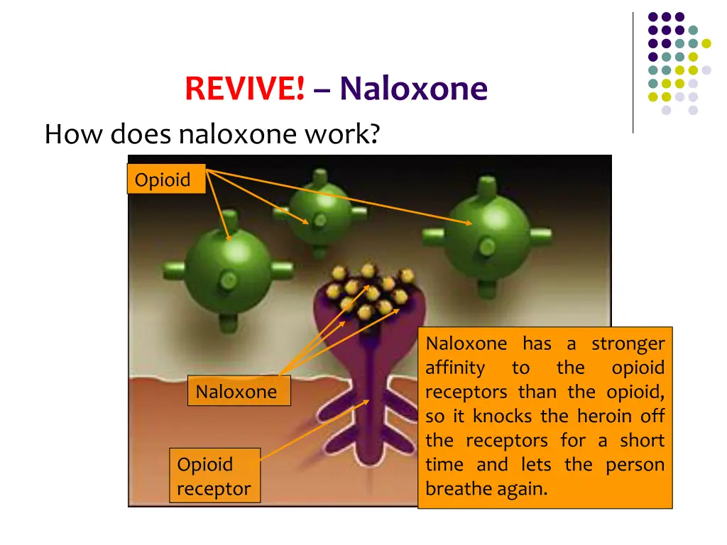 revive naloxone how does naloxone work