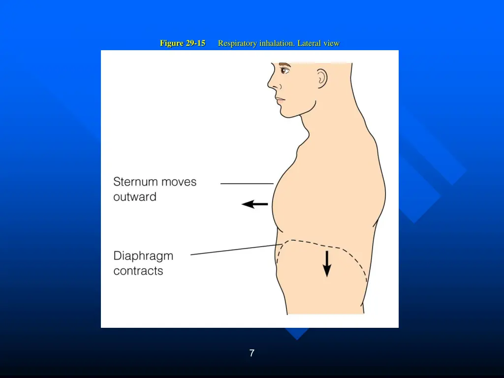 figure 29 15 respiratory inhalation lateral view