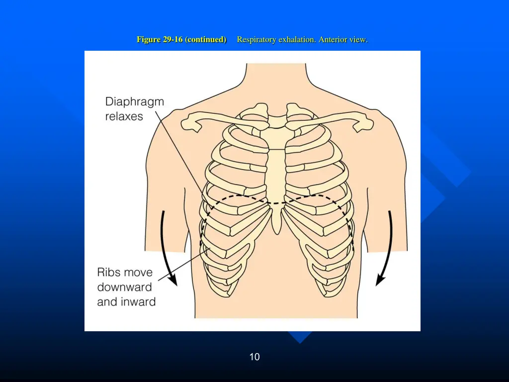 figure 29 16 continued respiratory exhalation