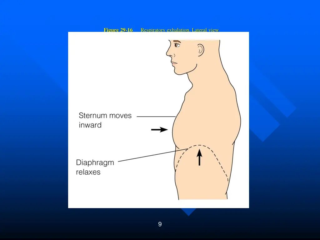 figure 29 16 respiratory exhalation lateral view