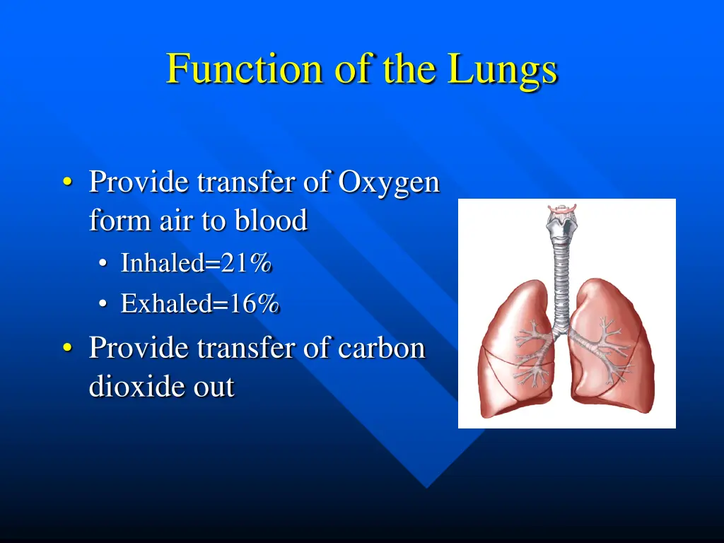 function of the lungs