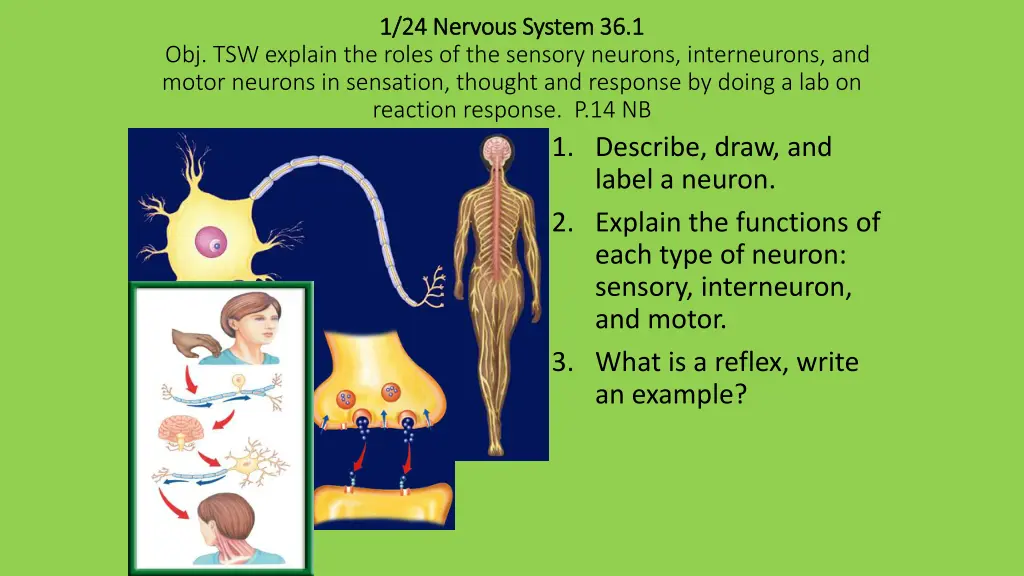 1 1 24 24 nervous system 36 1 nervous system 36 1