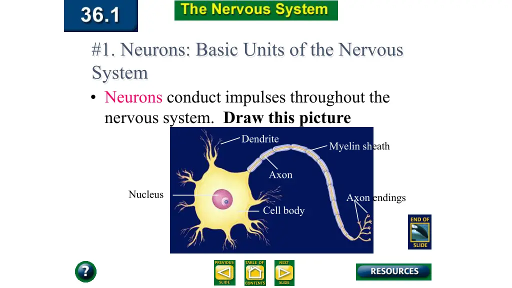 1 neurons basic units of the nervous system