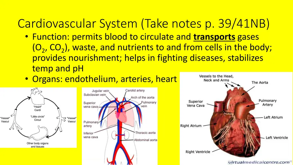 cardiovascular system take notes p 39 41nb