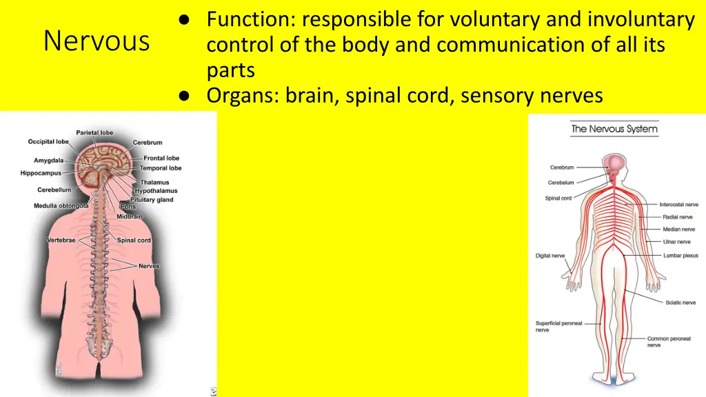 function responsible for voluntary