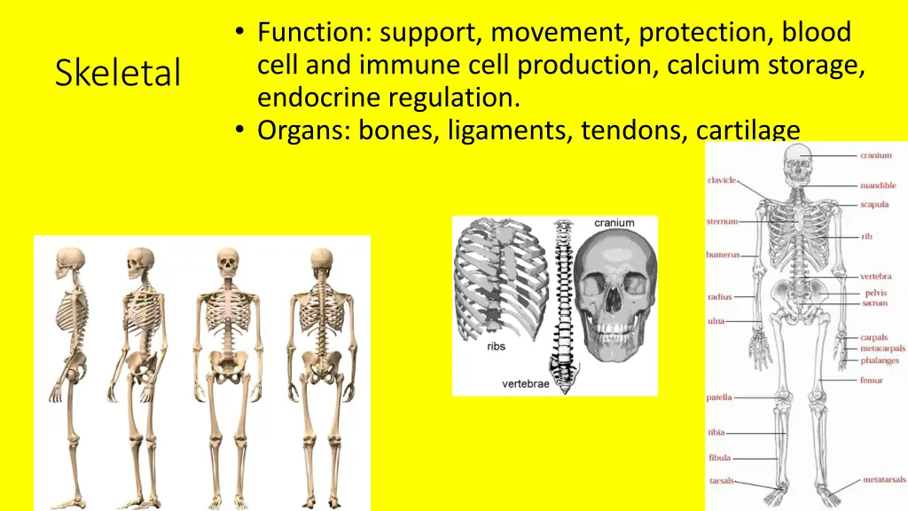 function support movement protection blood cell