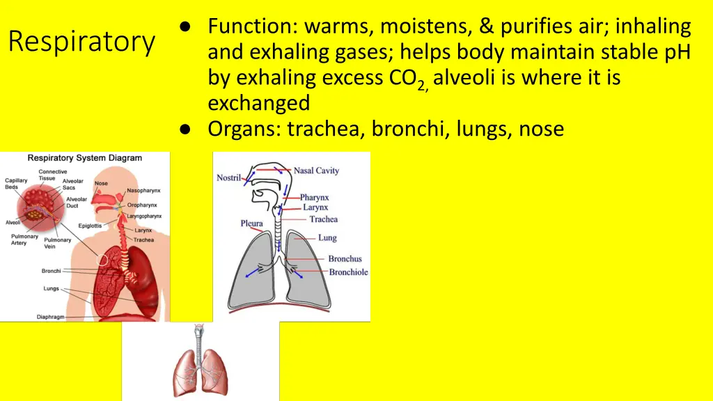 function warms moistens purifies air inhaling