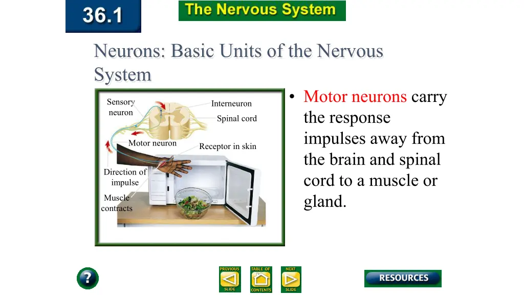 neurons basic units of the nervous system 1