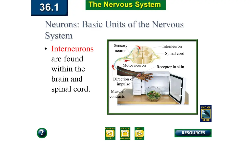 neurons basic units of the nervous system