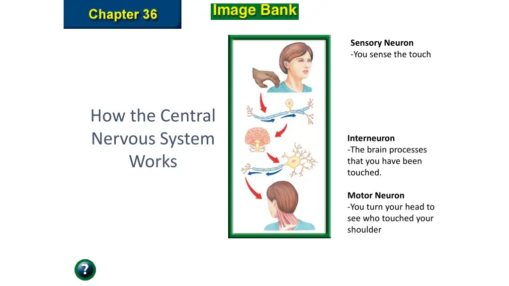 sensory neuron you sense the touch