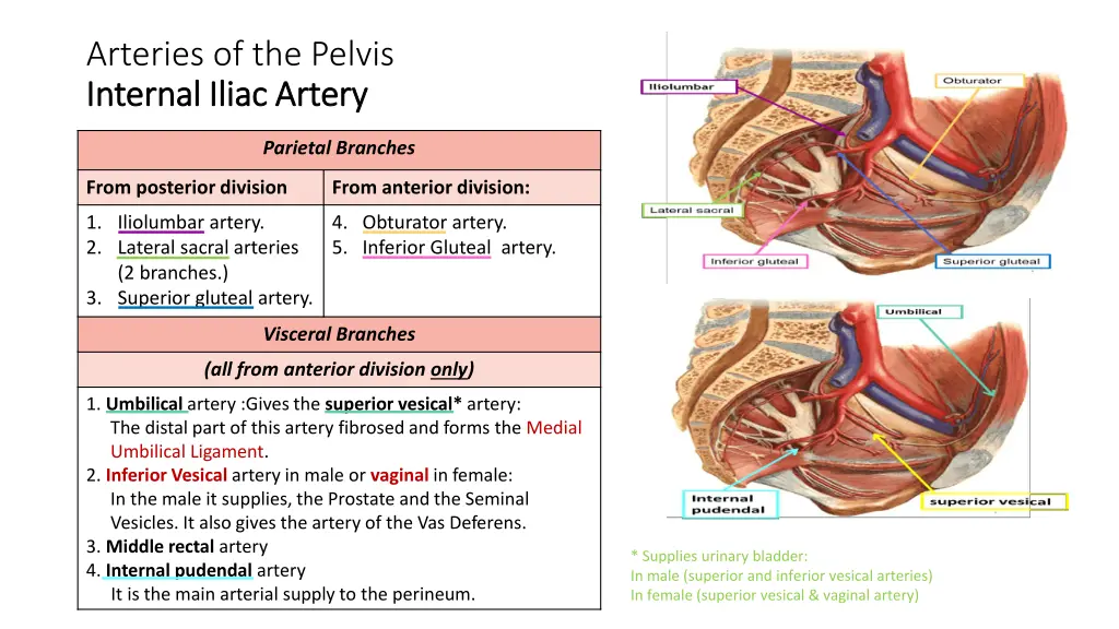 arteries of the pelvis internal iliac artery 1