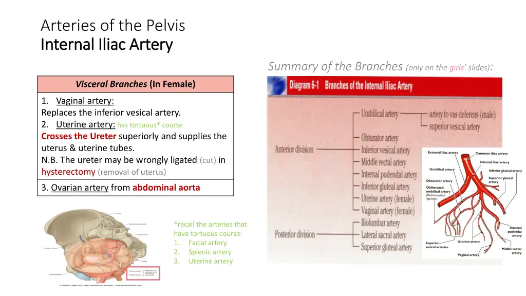 arteries of the pelvis internal iliac artery 2