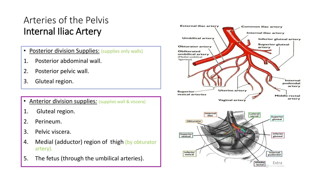 arteries of the pelvis internal iliac artery