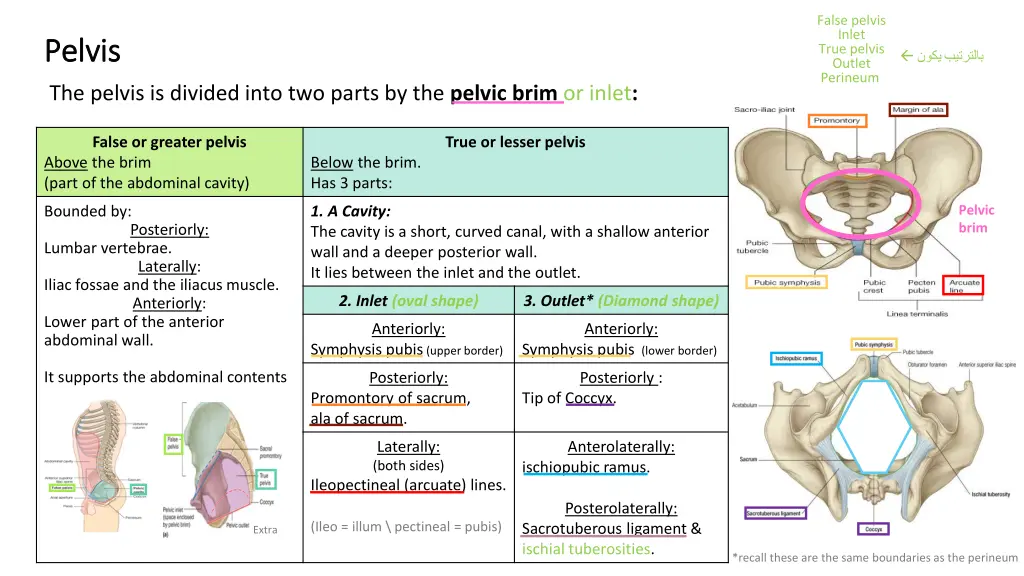 false pelvis inlet true pelvis outlet perineum