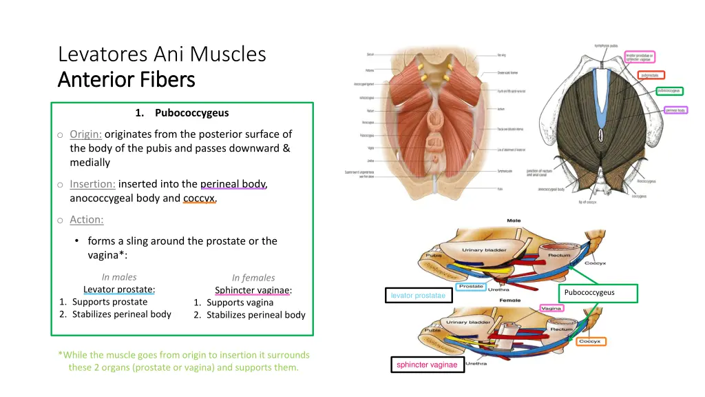 levatores ani muscles anterior fibers anterior