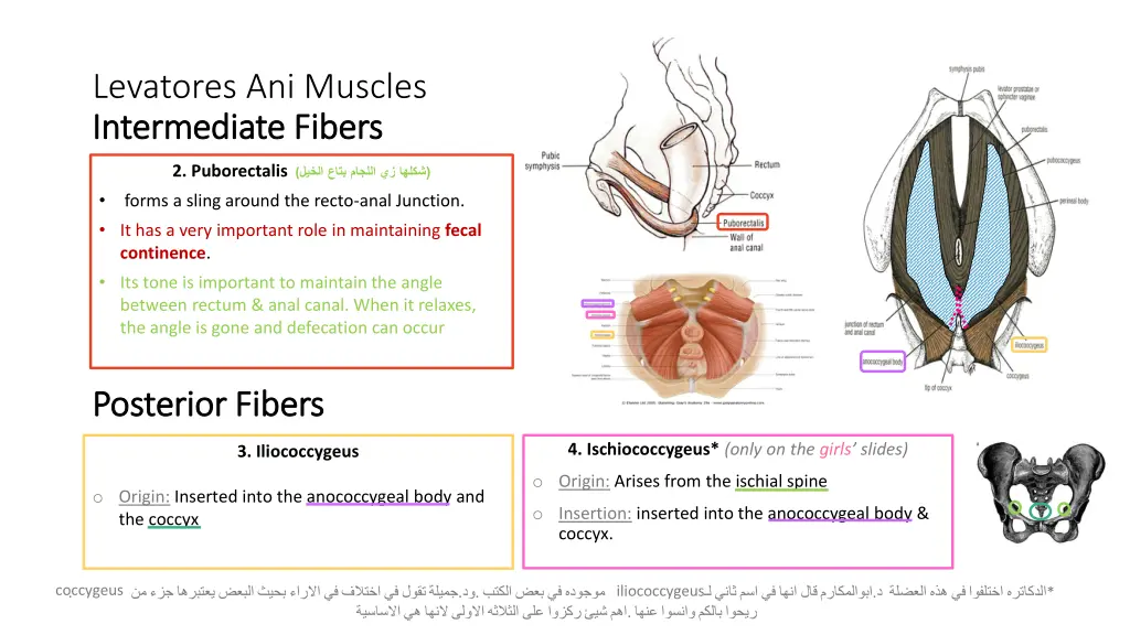 levatores ani muscles intermediate fibers