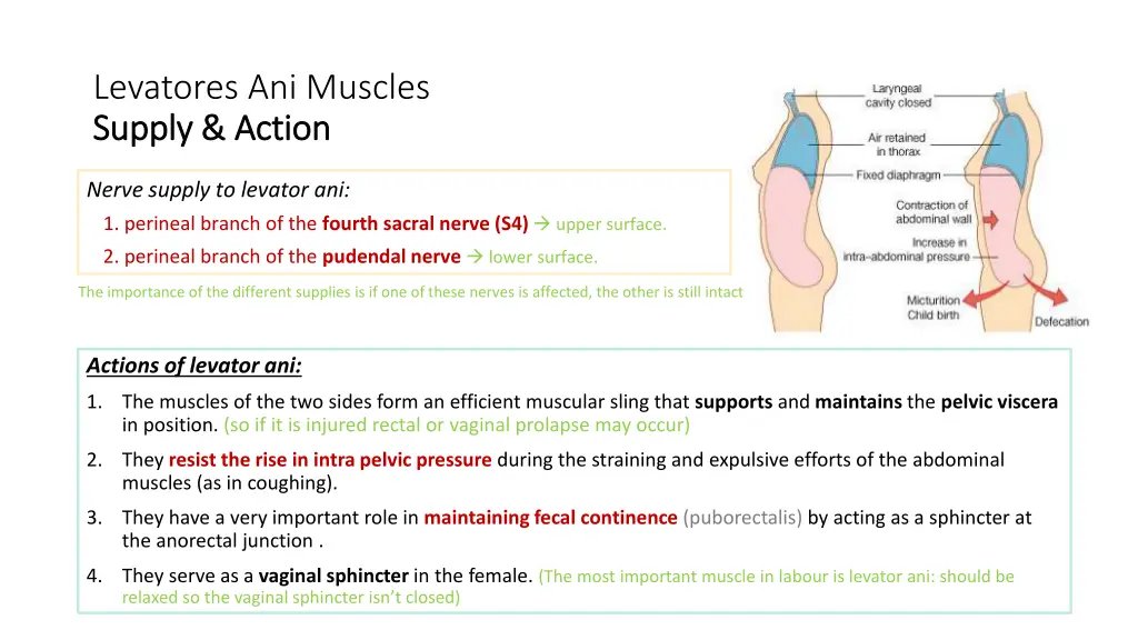 levatores ani muscles supply action supply action