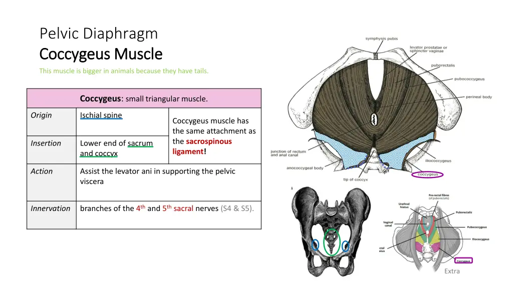 pelvic diaphragm coccygeus muscle coccygeus muscle