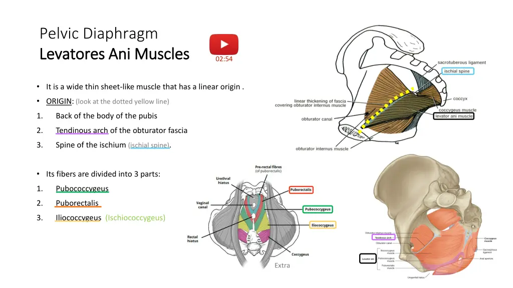 pelvic diaphragm levatores levatores ani muscles