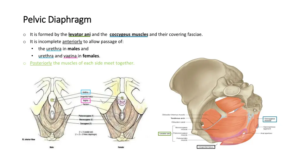 pelvic diaphragm pelvic diaphragm