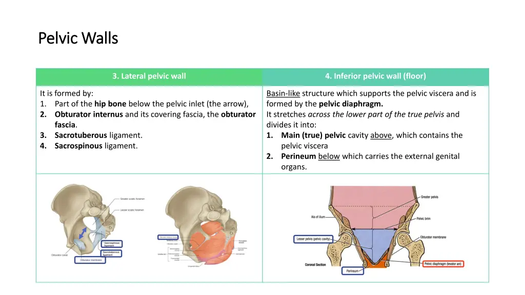 pelvic walls pelvic walls