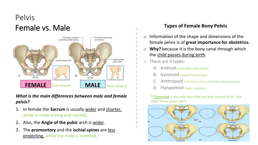 pelvis female vs male female vs male