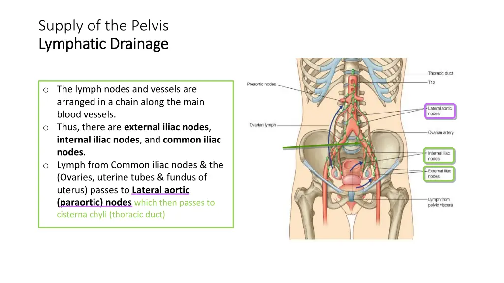 supply of the pelvis lymphatic drainage lymphatic